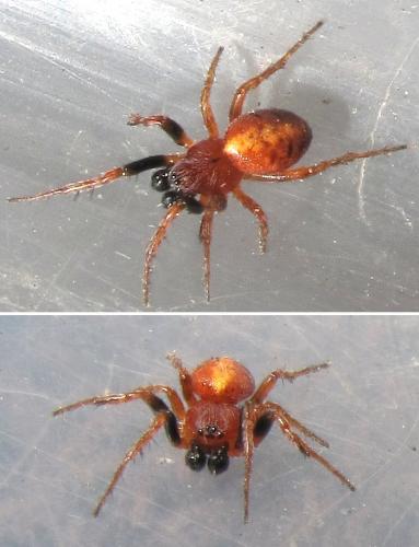 Réf. 51 746 : Cercidia prominens