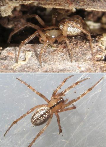 Réf. 51 885 : Stemonyphantes lineatus
