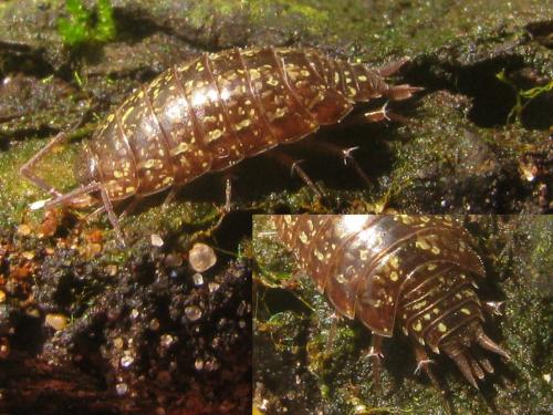 Philoscia affinis