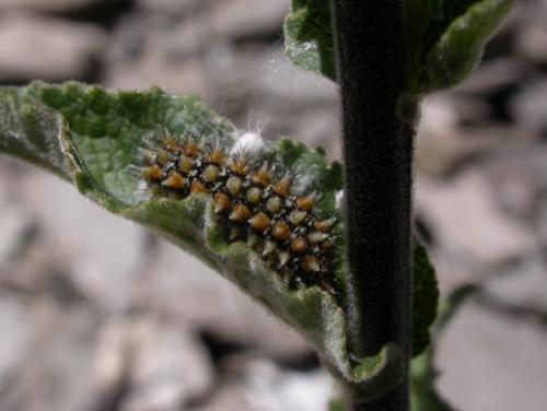 Melitaea didyma