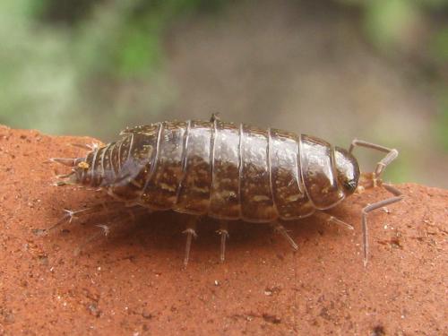 Philoscia affinis