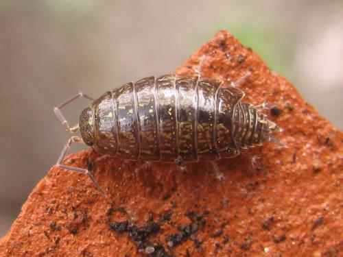 Philoscia affinis