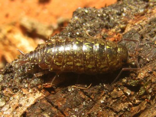 Philoscia affinis