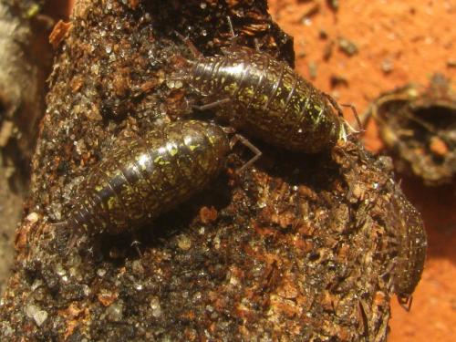 Philoscia affinis