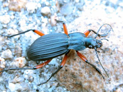 Carabus galicianus