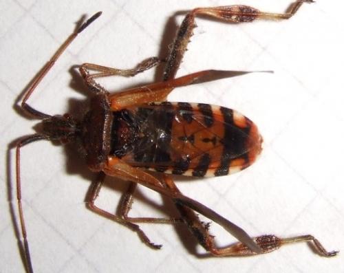 Leptoglossus occidentalis