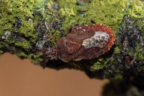 Réf. 51 695 : Aradus cinnamomeus