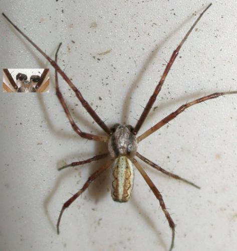 Argiope lobata