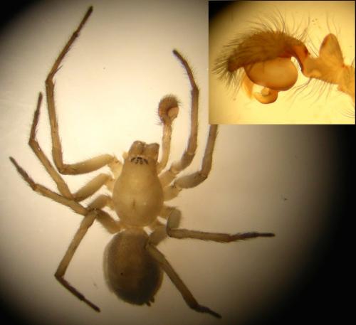 Amaurobius scopolii