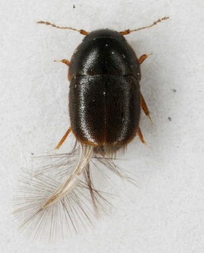 Acrotrichis sp.