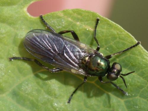 Actina chalybea