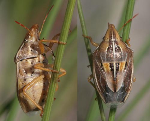 Réf. 51 861 : Aelia rostrata cognata
