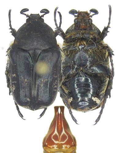 Aethiessa martini