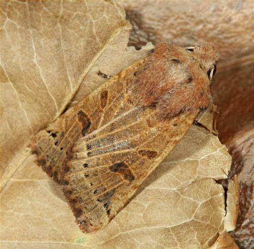 Agrochola lunosa