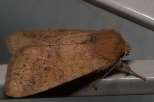 Réf. 51 442 : Xanthia gilvago