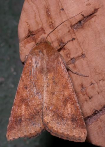 Helicoverpa armigera
