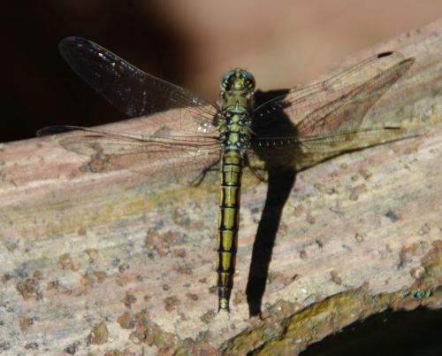 Orthetrum cancellatum