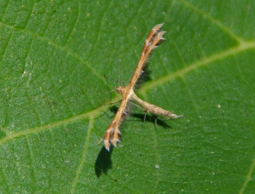 Crombrugghia laetus