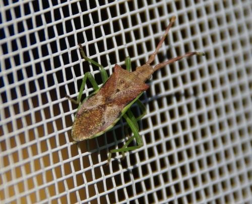 Réf. 51 491 : Gonocerus juniperi
