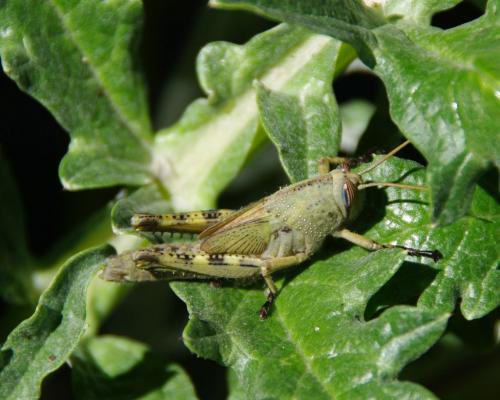 Réf. 51 498 : Anacridium aegyptium