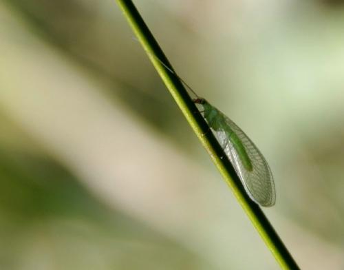 Chrysoperla sp.