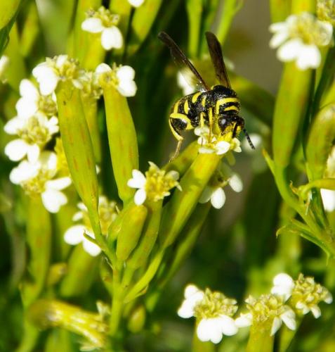 Leucospis sp.