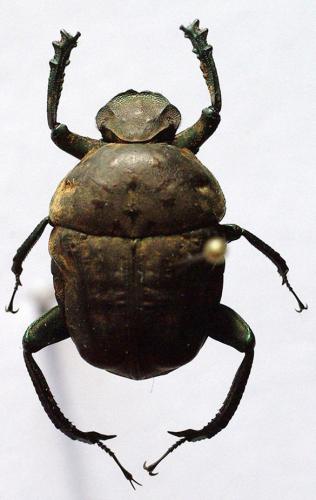 Allogymnopleurus aeneus
