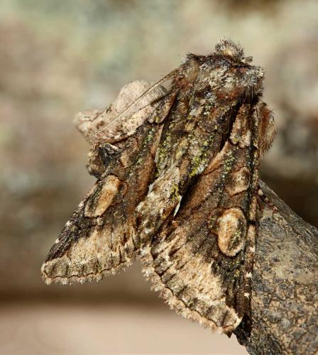 Allophyes oxyacanthae