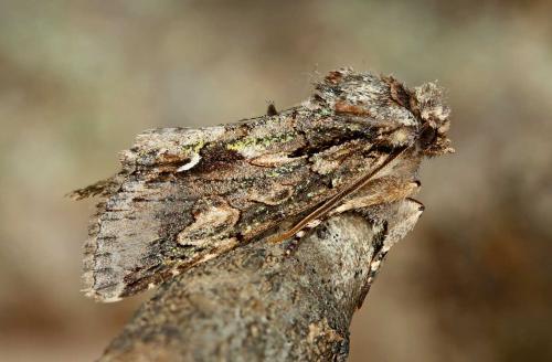 Allophyes oxyacanthae
