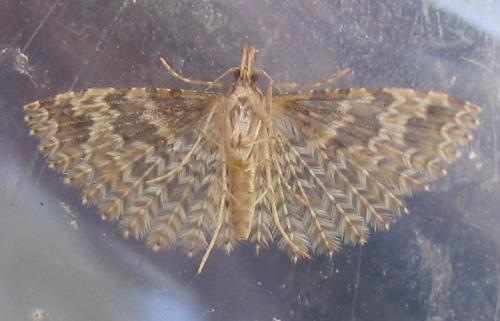 Alucita sp.