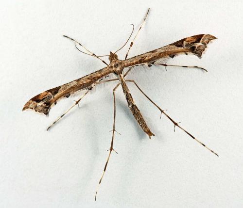 Amblyptilia acanthadactyla