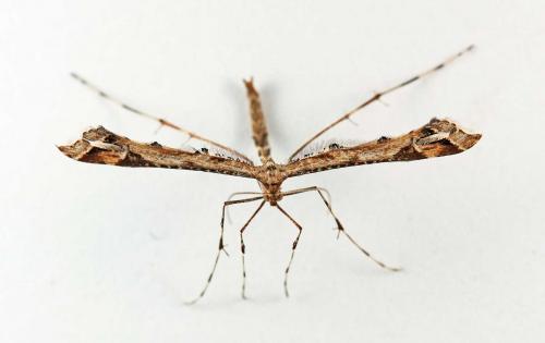 Amblyptilia acanthadactyla