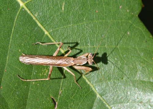 Ameles spallanzania