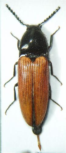 Réf. 51 933 : Ampedus quercicola