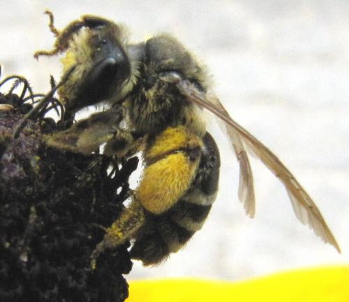 Réf. 51 652 : Andrena flavipes