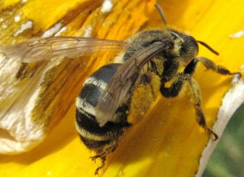 Andrena flavipes