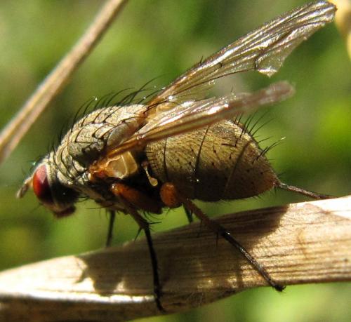Helina impuncta