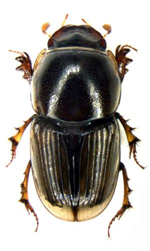 Calocolobopterus senegalensis