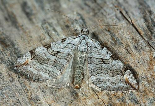 Aplocera sp.