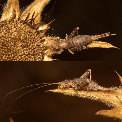 Arachnocephalus vestitus