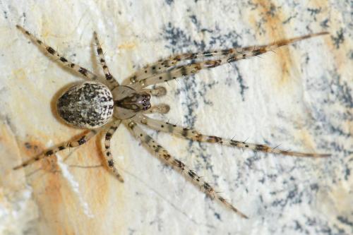 Réf. 51 514 : Metellina merianae