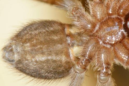 Tegenaria parietina