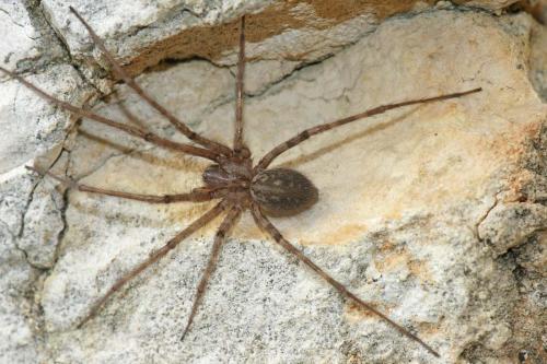 Tegenaria parietina