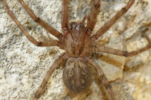 Tegenaria parietina