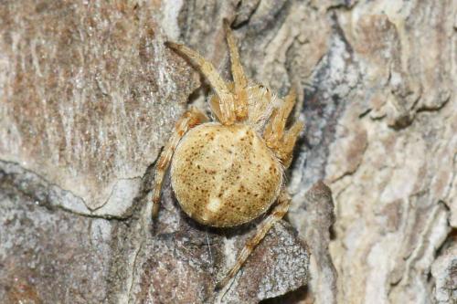 Réf. 51 320 : Agalenatea redii
