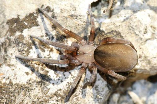 Filistata insidiatrix