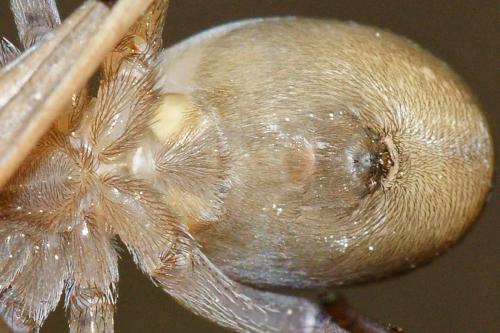 Filistata insidiatrix