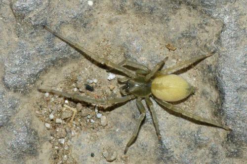 Réf. 51 319 : Cheiracanthium mildei