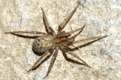 Tegenaria sp.