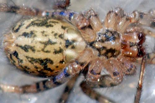 Tegenaria sp.